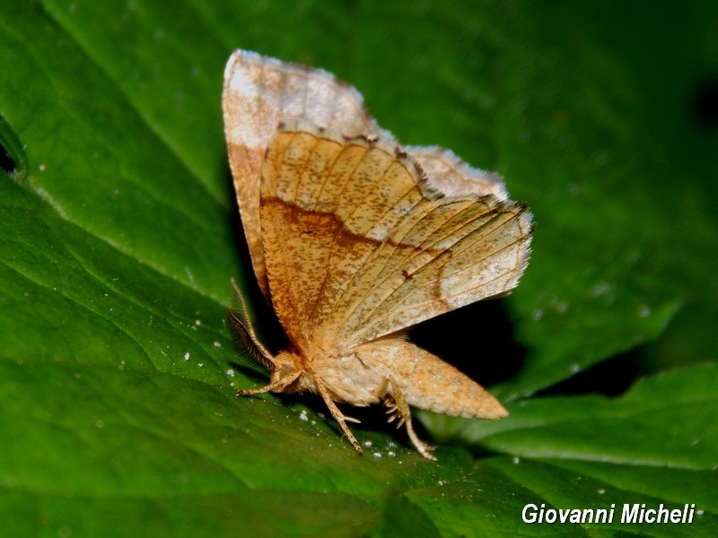 Ceppis advenaria Geometridae